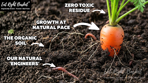 Gut Damage to Chronic Disease